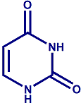 uracile