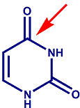 uracile